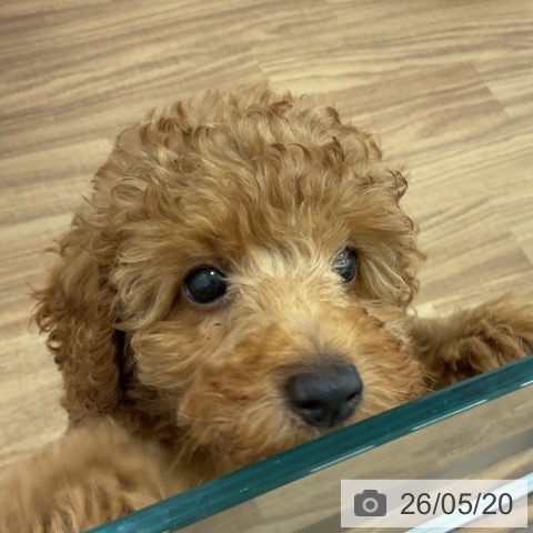 茨城県のトイプードル(トイ) (ペッツワン 古河店/2026年3月3日生まれ/男の子/レッド)の子犬の3枚目の画像