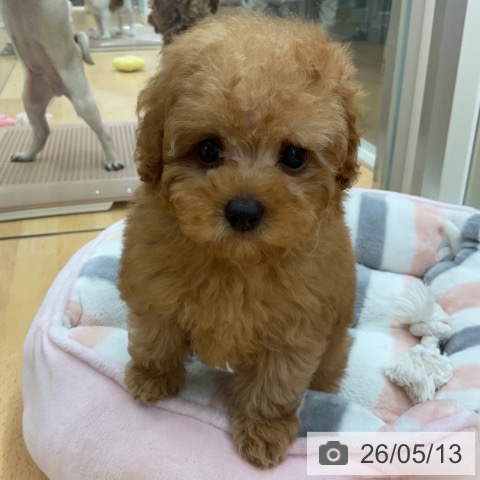 埼玉県のトイプードル(トイ) (ペットプラス 浦和美園店/2026年3月3日生まれ/男の子/アプリコット)の子犬の4枚目の画像