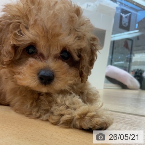 埼玉県のトイプードル(トイ) (ペットプラス 浦和美園店/2026年3月3日生まれ/男の子/アプリコット)の子犬の3枚目の画像