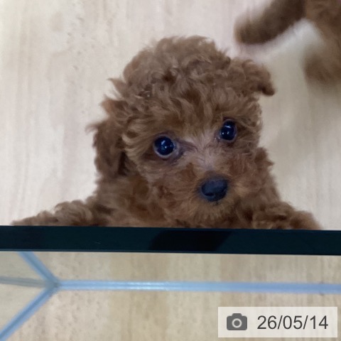 埼玉県のトイプードル(トイ) (ペットプラス 羽生店/2026年3月3日生まれ/女の子/レッド)の子犬の4枚目の画像