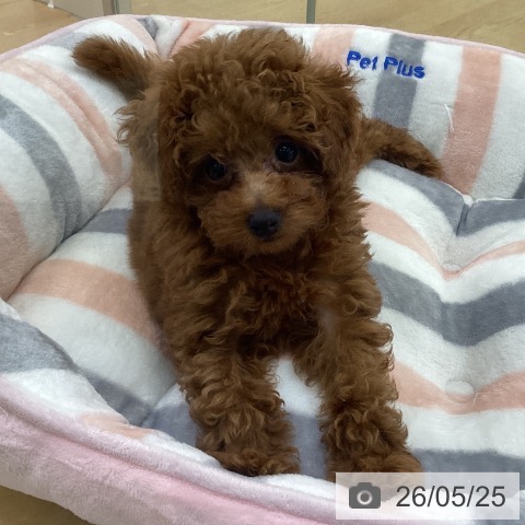 埼玉県のトイプードル(トイ) (ペットプラス 羽生店/2026年3月3日生まれ/女の子/レッド)の子犬の4枚目の画像