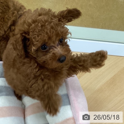 埼玉県のトイプードル(トイ) (ペットプラス 羽生店/2026年3月3日生まれ/女の子/レッド)の子犬の3枚目の画像