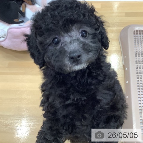 長野県のトイプードル(トイ) (ペットプラス 松本店/2026年3月3日生まれ/男の子/グレー)の子犬の4枚目の画像
