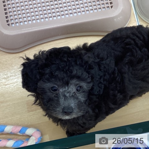 長野県のトイプードル(トイ) (ペットプラス 松本店/2026年3月3日生まれ/男の子/グレー)の子犬の3枚目の画像