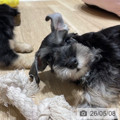 ミニチュア・シュナウザーの写真
