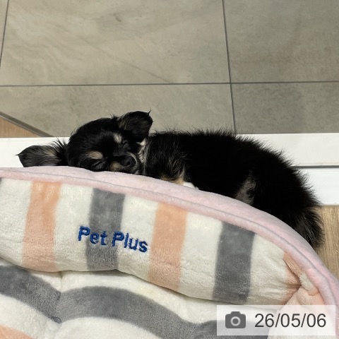 チワワの写真