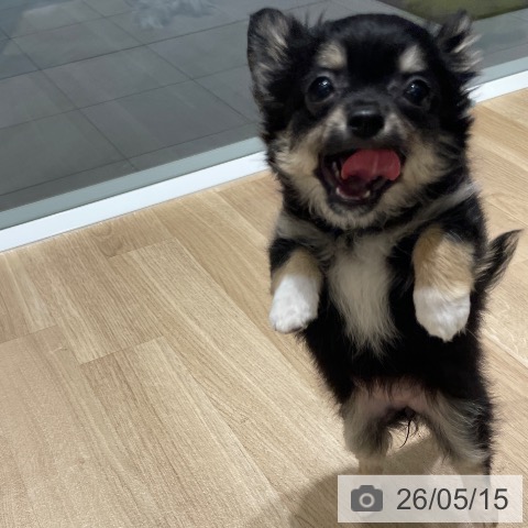 チワワの写真