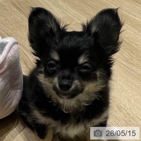 チワワの写真