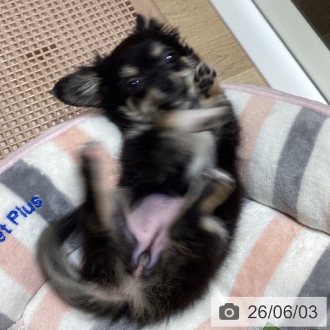 長野県のチワワ(ロング) (ペットプラス 須坂店/2026年3月2日生まれ/女の子/ブラックホワイトタン)の子犬の4枚目の画像