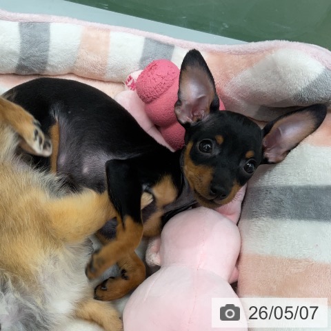 ミニチュア・ピンシャーの写真