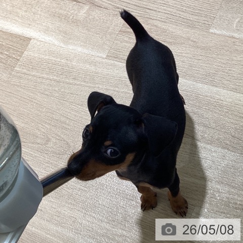 ミニチュア・ピンシャーの写真