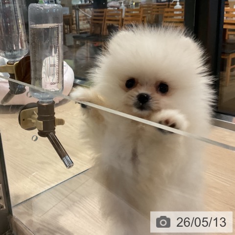 埼玉県のポメラニアン (ペットプラス コクーンシティ店/2026年3月3日生まれ/女の子/クリーム)の子犬の4枚目の画像