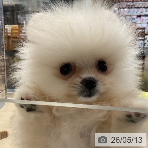埼玉県のポメラニアン (ペットプラス コクーンシティ店/2026年3月3日生まれ/女の子/クリーム)の子犬の3枚目の画像