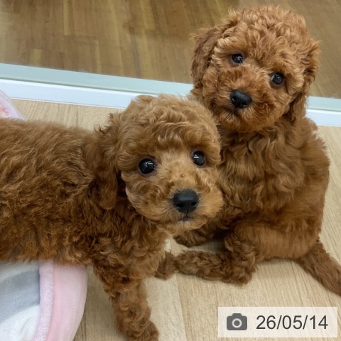 福島県のトイプードル(トイ) (ペットプラス 福島店/2026年3月5日生まれ/男の子/レッド)の子犬の3枚目の画像