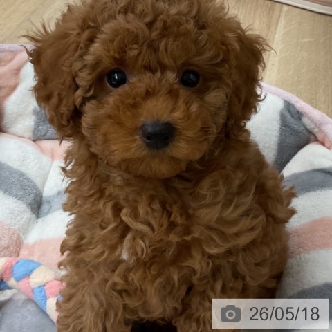 神奈川県のトイプードル(トイ) (ペットプラス 湘南平塚店/2026年3月5日生まれ/男の子/レッド)の子犬の4枚目の画像
