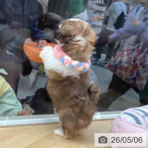 シー・ズーの写真