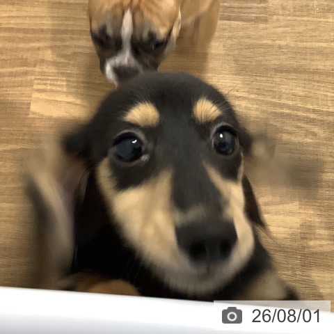 カニーンヘン・ダックスフンドの写真