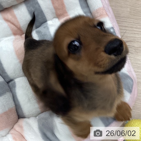 千葉県のカニンヘンダックスフンド(ロング) (ペットプラス 幕張新都心店/2026年3月3日生まれ/男の子/レッド)の子犬の4枚目の画像