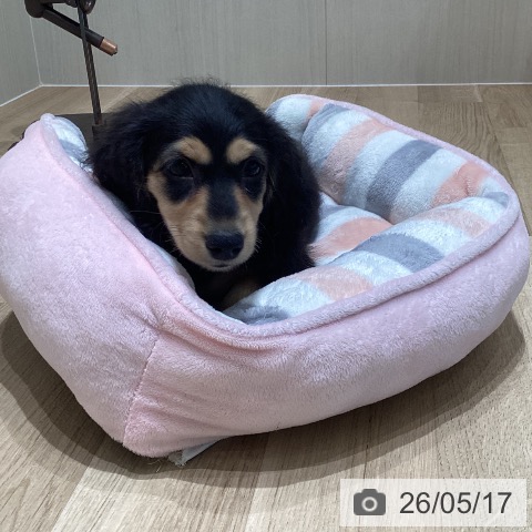 宮城県のカニンヘンダックスフンド(ロング) (ペットプラス 仙台泉大沢店/2026年3月3日生まれ/男の子/ブラックタン)の子犬の3枚目の画像