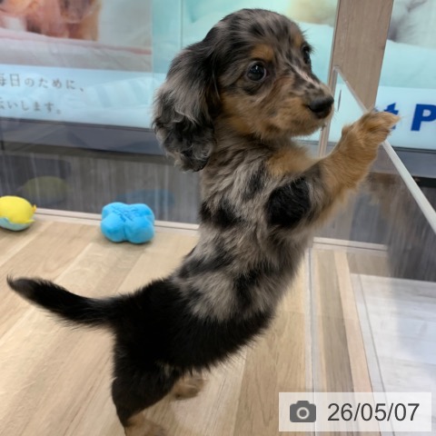 カニーンヘン・ダックスフンドの写真