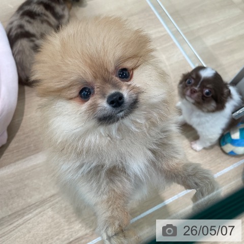 ポメラニアンの写真