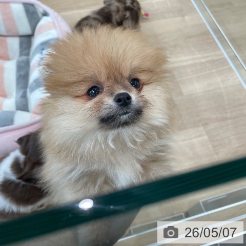 ポメラニアンの写真
