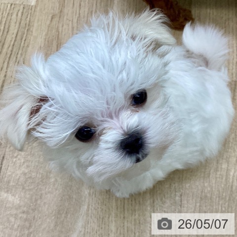マルチーズの写真