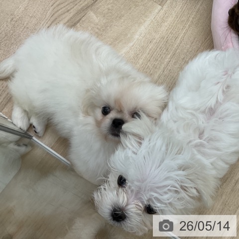 福島県のマルチーズ (ペットプラス 福島店/2026年3月5日生まれ/男の子/ホワイト)の子犬の3枚目の画像