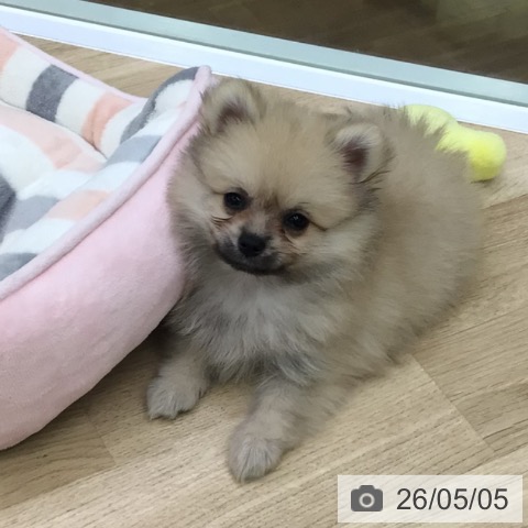 ポメラニアンの写真