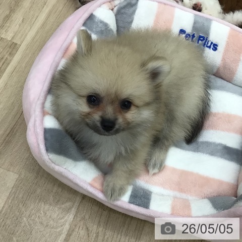 ポメラニアンの写真
