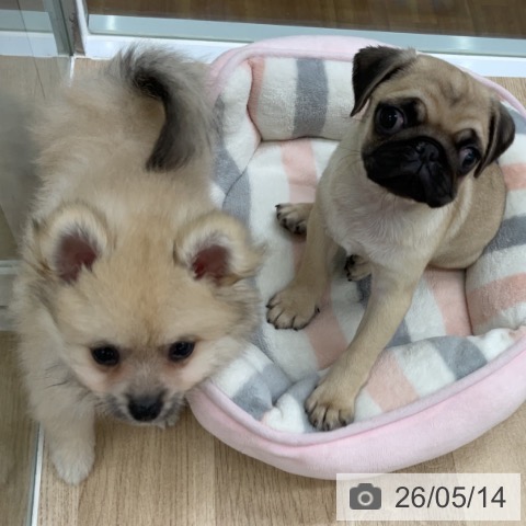 福島県のポメラニアン (ペットプラス 福島店/2026年3月2日生まれ/男の子/ウルフセーブル)の子犬の3枚目の画像