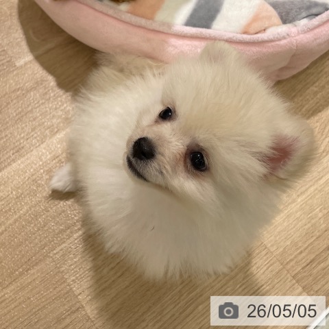 ポメラニアンの写真