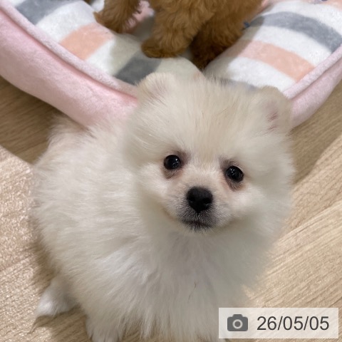 ポメラニアンの写真
