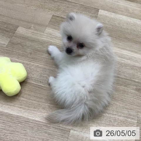 ポメラニアンの写真