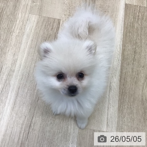 ポメラニアンの写真