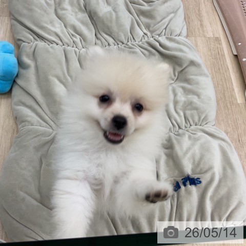 福島県のポメラニアン (ペットプラス 福島店/2026年3月2日生まれ/女の子/クリーム)の子犬の3枚目の画像