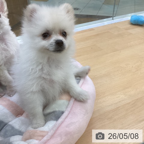 ポメラニアンの写真
