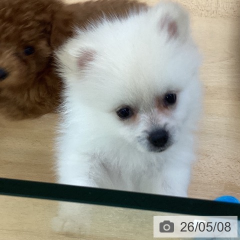 ポメラニアンの写真