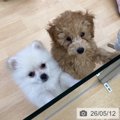 埼玉県のポメラニアン (ペットプラス 羽生店/2026年3月2日生まれ/女の子/クリーム)の子犬の4枚目の画像