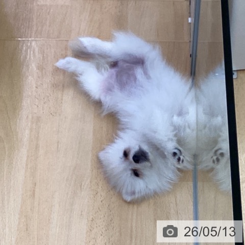 埼玉県のポメラニアン (ペットプラス 羽生店/2026年3月2日生まれ/女の子/クリーム)の子犬の3枚目の画像