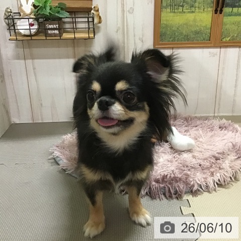 チワワの写真