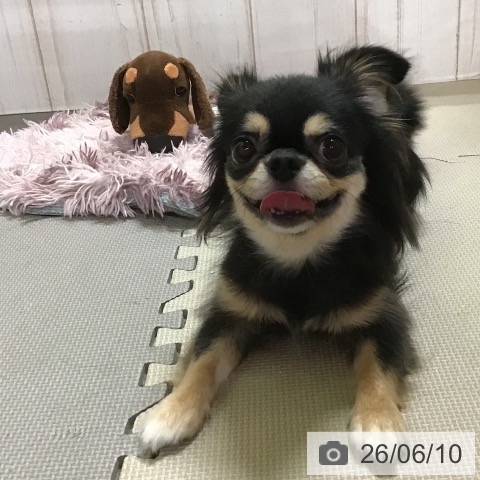 チワワの写真