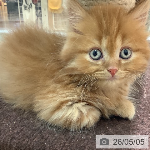 マンチカンの写真