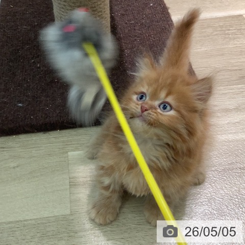 マンチカンの写真