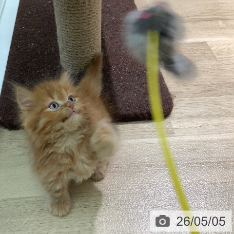 マンチカンの写真