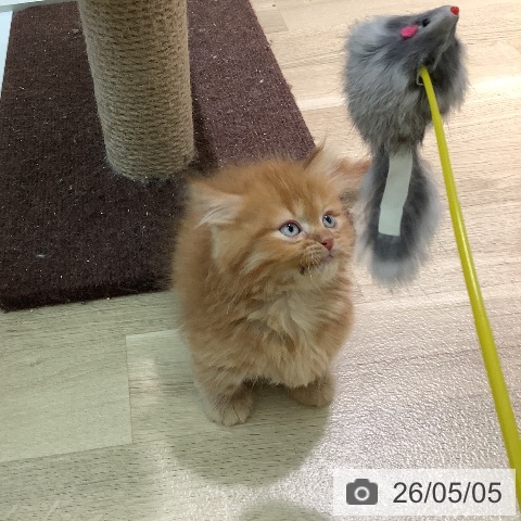 マンチカンの写真