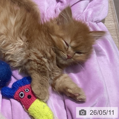 宮崎県のマンチカン (ペットプラス 宮崎店/2026年2月26日生まれ/男の子/レッドタビー)の子猫の4枚目の画像