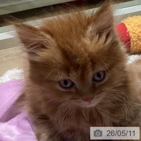 宮崎県のマンチカン (ペットプラス 宮崎店/2026年2月26日生まれ/男の子/レッドタビー)の子猫の3枚目の画像