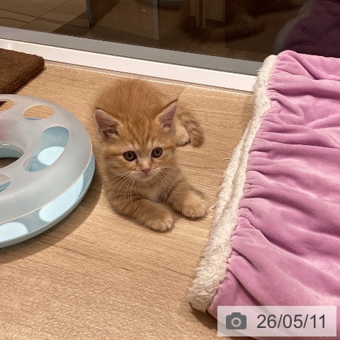 東京都のマンチカン (ペットプラス むさし村山店/2026年2月26日生まれ/女の子/レッドタビー)の子猫の3枚目の画像
