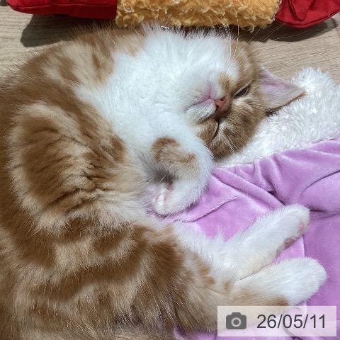 スコティッシュフォールドの写真